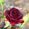 Mildred Scheel